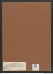 Nitzschia africana Grun. (de-Toni-Nr.: Genus 47, Species 2177) Zeichnungen Sammlung Grunow Mappe 02297 (Herbarium_W_Grunow_drawings_Folder_02297)